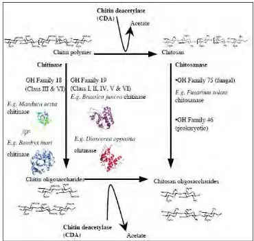 Gambar 3. Proses dan enzim yang terlibat dalam degradasi senyawa  kitin  (Sumber : Ubhayasekera, 2005)   