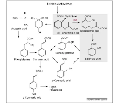 Gambar 4. Lintasan biosintesis asam salisilat (Metraux, 2002). 