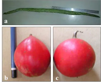 Gambar 6. Bentuk buah : (a). T. cucumerina var. anguina (buni, silindris anjang), (b)