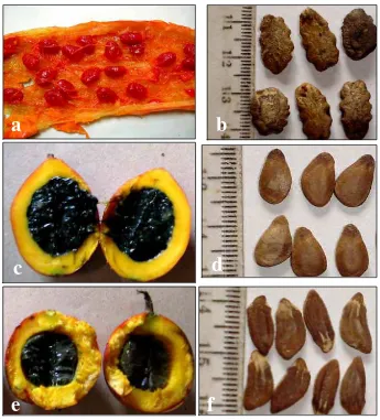 Gambar 7. Bentuk bagian dalam buah dan benih Trichosanthes : (a). isi buah dan  