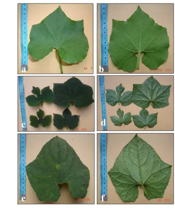 Gambar 8. Bentuk permukaan daun  Trichosanthes : (a) bagian atas daun dan (b) bagian bawah daun T