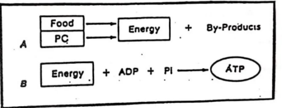 Gambar 2.2 Prinsip Coupled Reactions 