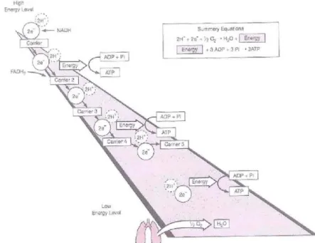 Gambar 2.6 Sistem angkut elektron 