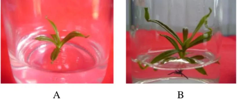 Gambar 1.  Penampilan tinggi tanaman pada konsentrasi media ½ dengan derajat keasaman (pH)  6,7