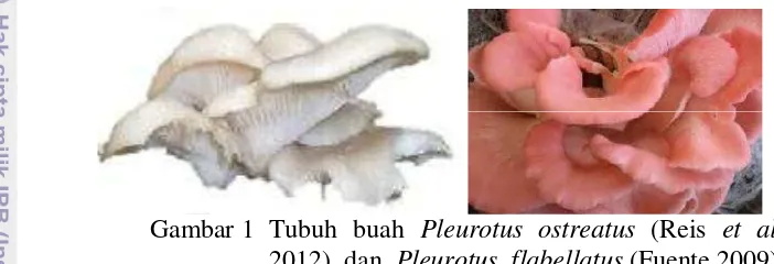 Gambar 1 Tubuh buah  Pleurotus ostreatus (Reis et al. 