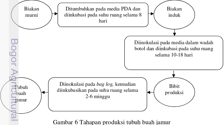 Gambar 6 Tahapan produksi tubuh buah jamur 