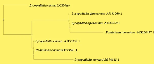 Gambar 4 .  Hasil  pensejajaran  sekuen  DNA  fragmen  rbcl  dari      Lycopodiella  cernua  (query)  menggunakan BLAST dengan aksesi dari NCBI (Sbjct) (tanda panah menunjukan gap)  Gambar 5 merupakan pohon filogenetik dari 
