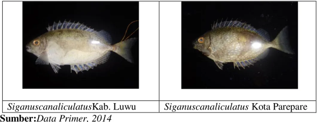 Gambar  2  menunjukkan  pembagian  kelompok  berdasarkan  kemiripan  karakater  morfometrik  ikan  baronang  (S