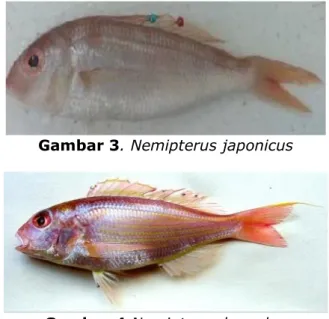 Studi Morfometrik Dan Meristik Ikan Kurisi (Nemipterus Sp) Yang ...