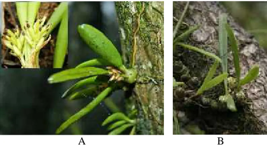 Gambar 11. A. Eria retusa (gambar diambil oleh Wardhana, Agustus 2012) B. Eria retusa (gambar diambil oleh Albarkati, Agustus 2015)