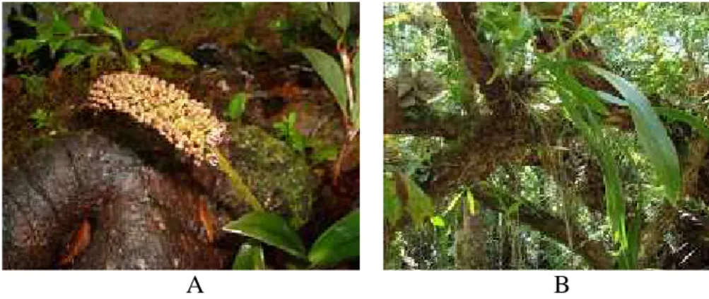 Gambar 12. A. Eria robusta (gambar diambil dari www.flickrhivemind.net, Februari 2015) B