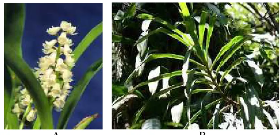 Gambar 4. A. Eria erecta (gambar diambil dari www.orchidboard.com, November 2008) B. Eria erecta (gambar diambil oleh Albarkati, Agustus 2015)