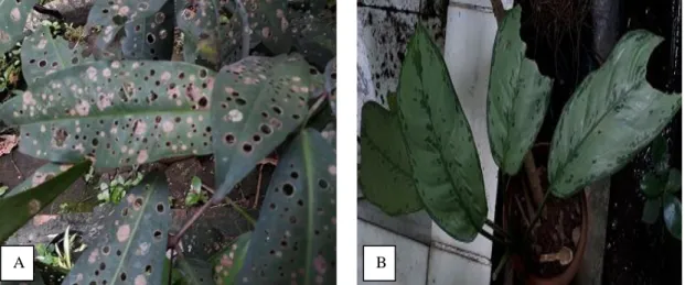 Gambar 5. Interaksi anatara tumbuhan dengan organisme lain. (A). Daun jamblang yang diserang oleh jamur; (B) Daun Araceae ( Scindapsus) yang dimakan ulat (larva serangga).