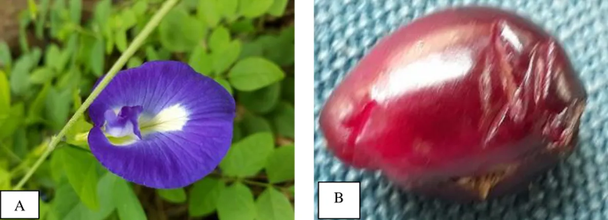 Gambar 6. Pemanfaatan taumbuhan pekarangan untuk menjelaskan bunga dan buah. (A) Bunga kupu kupu yang dimiliki oleh kembang telang/ Clitorea ternatea; (B) Buah berry pada