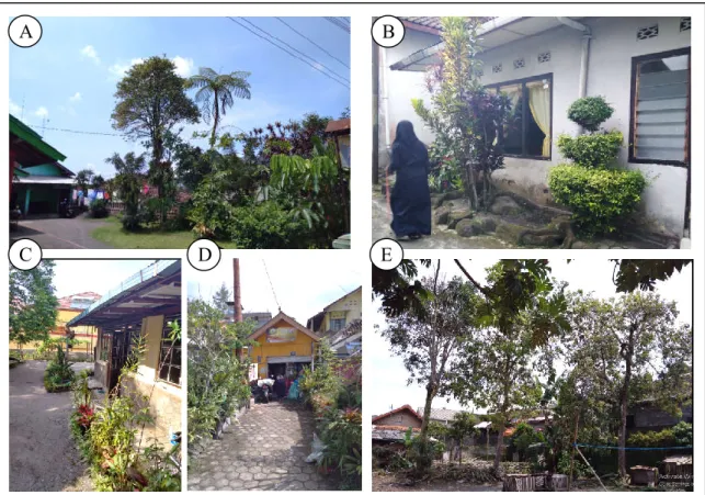 Gambar  5.  Beberapa  cuplikan  pekarangan  di  Dusun  Kaliurang  Barat.  (A)  pekarangan  kategori  sedang  dengan  keragaman  tertinggi  yaitu  46  jenis;  (B)  pekarangan  kategori  sempit  dengan  keragaman  terendah  yaitu  5  jenis;  (C)  pekarangan 