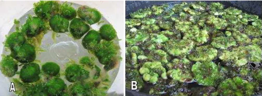 Gambar  1.  Massa  protalus  Cibotium  barometz  hasil  kultur  spora  in  vitro.    A
