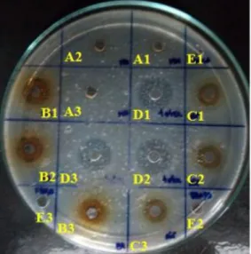 Gambar  1.  Hasil  uji  antibakteri  fraksi  ekstrak 