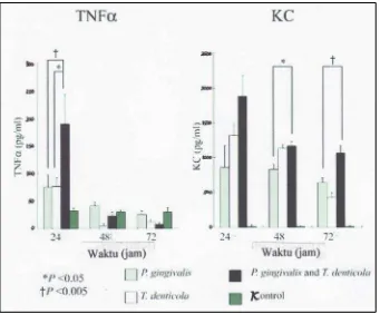 Gambar. 3  Produksi TNFα dan KC pada BALF tikus tua sebagai chemoattractant spesifik bagi neutrofil yang menyerupai IL-8 pada manusia terhadap infeksi gabungan P.gingivalis dan T.denticola (Okuda dkk