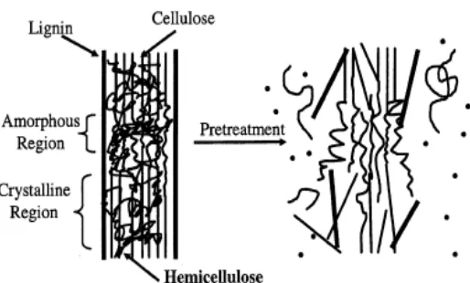 Gambar 1. Mekanisme degradasi lignin menggunakan alkali (Hsu et al., 1980) 