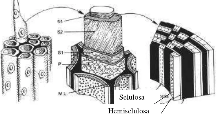 Gambar 2. Konfigurasi Dinding Sel Tanaman             Sumber: Perez et al. (2002). 