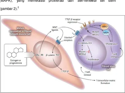 Gambar 2.Interaksi antara hormon ovarium , β-Catenin dan jalur TGF-β, dan MED12  pada sel mioma (dikutip dari 2) 