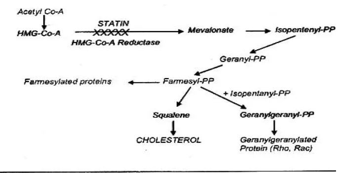 Gambar 2.4.Cholesterol biosyntesa pathway (67)  