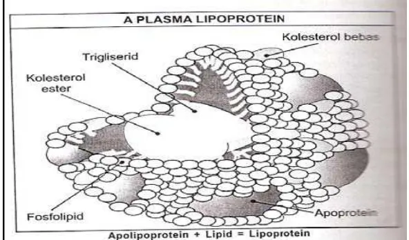Gambar  2.1. Lipoprotein (31)