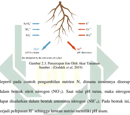 Gambar 2.3. Penyerapan Ion Oleh Akar Tanaman  Sumber : (Goddek et al, 2019) 