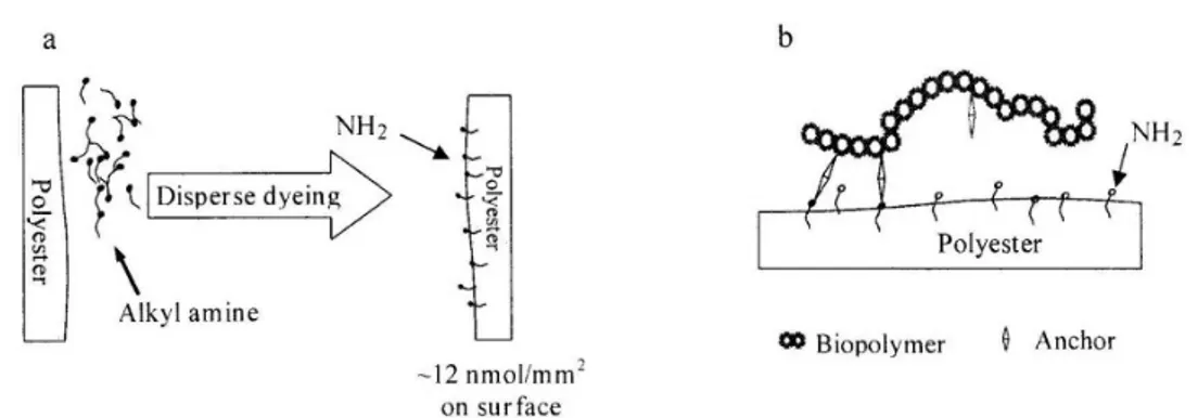Gambar 2.  Penempelan kitosan cara modifikasi poliester 15       Pada penelitian ini dilakukan penempelan 