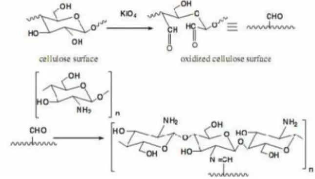 Gambar 1. Reaksi fiksasi kitosan pada selulosa 13 Pada penelitian ini metoda kimia dengan cara modifikasi  kovalen  menggunakan  oksidator natrium/kalium periodat melalui proses perendaman (exhaust)  dicoba  dilakukan  pada  kain   poliester-kapas/rayon  d