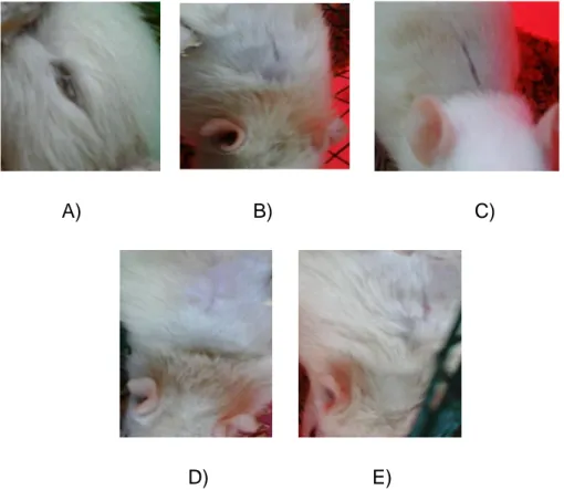 Gambar 5.  Gambaran makroskopik luka hari ke-10.  A) kontrol negatif,  B)  kontrol positif, C) ekstrak 1%, D) ekstrak 2%, E) ekstrak 4% 