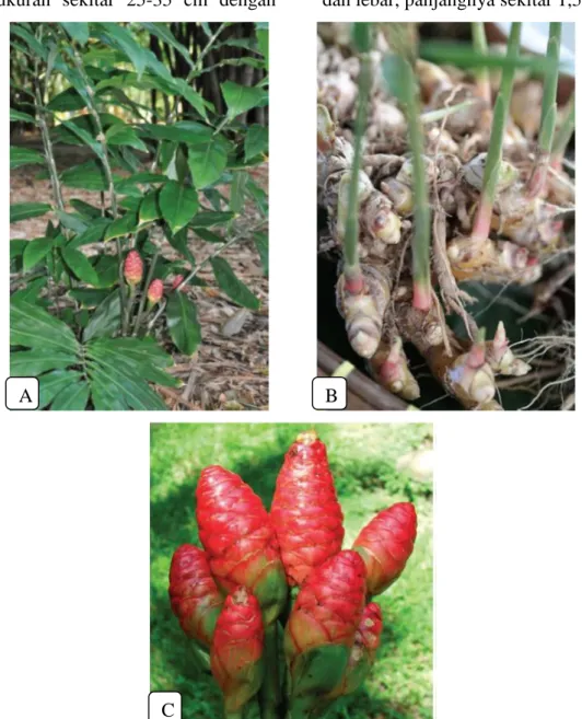 Gambar  2. Zingiber zerumbet A. daun; B. Rhizoma; C. Pembungaan  (Yob et al. 2011). Daun  tersusun  secara  bergantian