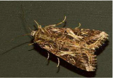 Gambar 4. Imago Spodoptera litura F. 
