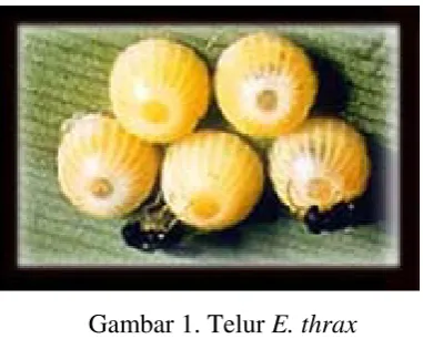Gambar 2. Larva E. thrax 