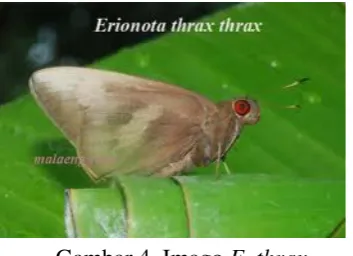 Gambar 3. Pupa E. thrax 