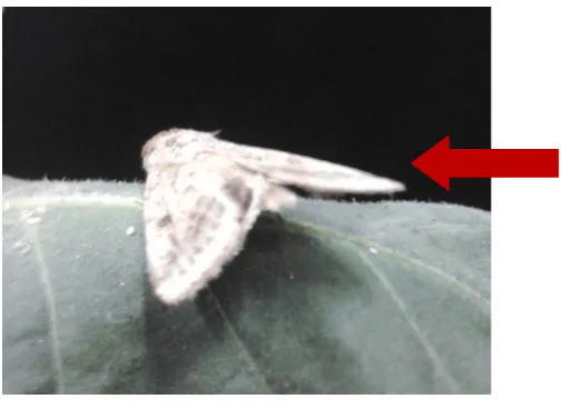 Gambar 8. Imago S. litura 
