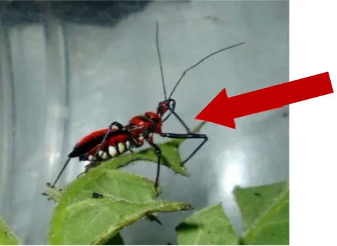 Gambar 11. Imago R. fuscipes 