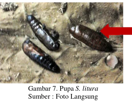 Gambar 6. Larva S. litura 