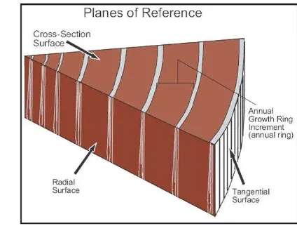 Gambar 2.5 Referensi tiga dimensi bidang geometris permukaan kayu 