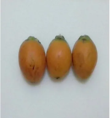 Gambar sabut buah pinang               Gambar simplisia sabut buah pinang 