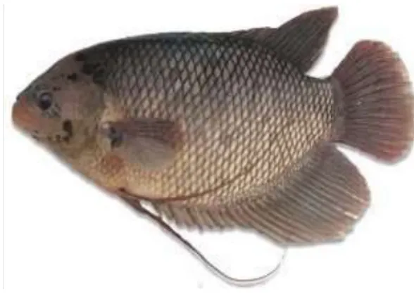 Gambar 2.3  Ikan Gurami (www.ilmubudaya.com)  Klasifikasi ilmiah ikan gurami dapat dilihat pada Tabel 2.3