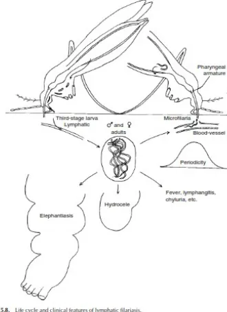 Gambar 2Daur hidup dan gejala klinis Limfatic filariasis atau kaki gajah (Roger Weber hal 220