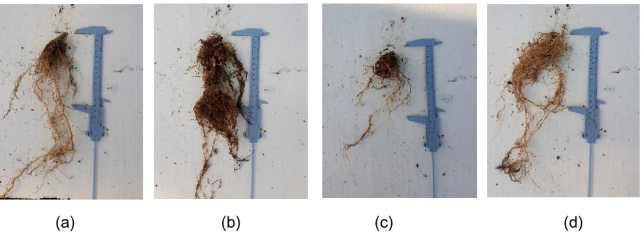 Gambar 2. Bentuk akar pada media tanah+pupuk kandang (M1). (a) P0; (b) P1; (c) P2; (d)  P3