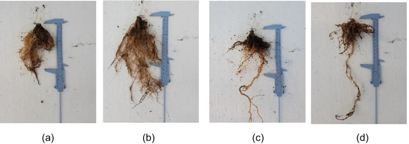 Gambar 4. Bentuk akar pada media tanah+pupuk kandang+arang sekam (M3). (a) P0; (b)  P1; (c) P2; (d) P3 