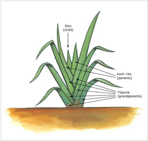 Figure 4. Image of  Te Pāharakeke – Flax bush metaphoric analogy of whānau support  