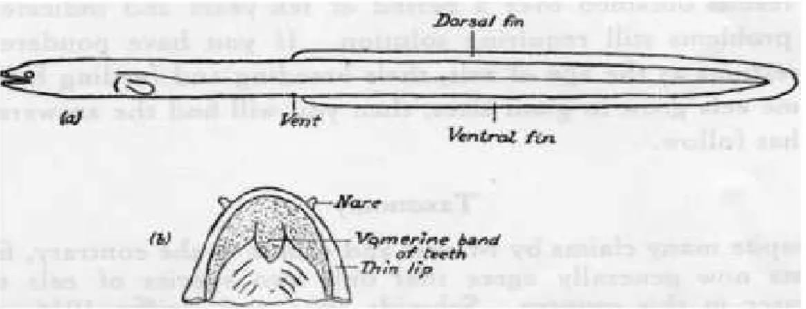 Figure 7. Image of short-finned eel. (a) Outline of eel showing position of the dorsal 