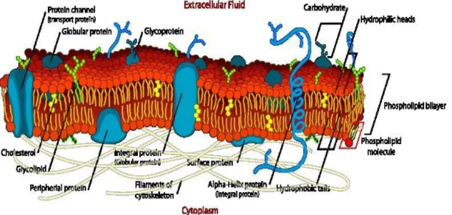 Gambar 20. Struktur Membran Plasma 