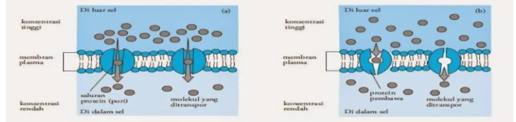 Gambar 25. Difusi zat (a) dipermudah dengan saluran protein  (b) terfasilitasi dengan protein pembawa 
