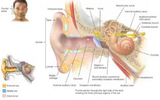 Gambar  2.5 Stimulasi Reseptor Pendengaran