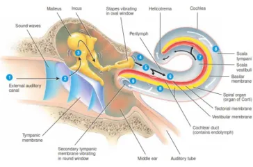 Gambar  2.6 Stimulasi Reseptor Pendengaran